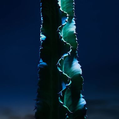 faces غسول سوفاج للوجه