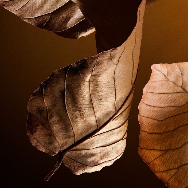 دولتشي أند غابانا ذا ون بارفان