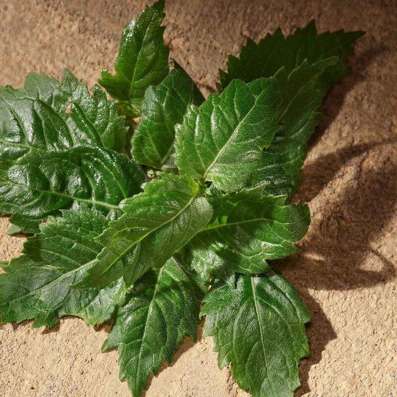 dolce & gabbana devotion