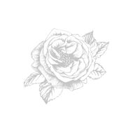 مون لايت روز faces مون لايت روز