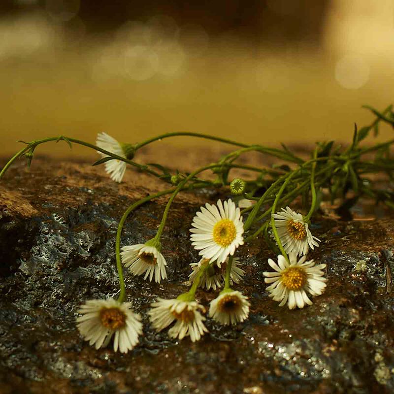 gucci gucci memoire d'une odeur  eau de parfum