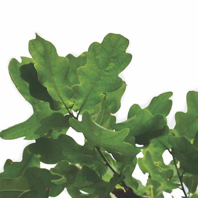 فيكاي شامبو فل بلون فوليوم خفيف الوزن