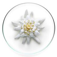 faces expert aqua gel spf 53