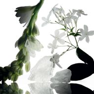 faces essential musc wild tuberose