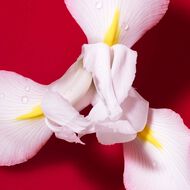 faces s  passione red bloom