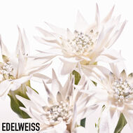 faces diorsnow essence of light serum