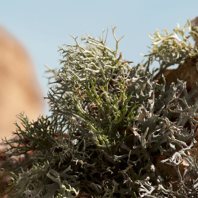 دولتشي أند غابانا عطر كيو إلكسير