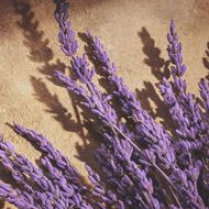 faces عطر ديفوشن