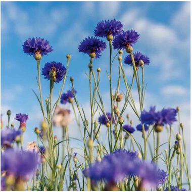 faces مزيل مكياج ملطف   بيور بلويه 100 مل