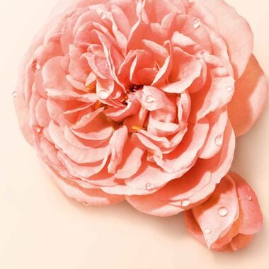 faces s  nude bloom