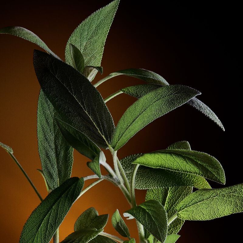 دولتشي أند غابانا ذا ون