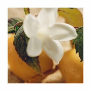 faces nomade jasmin naturel intense