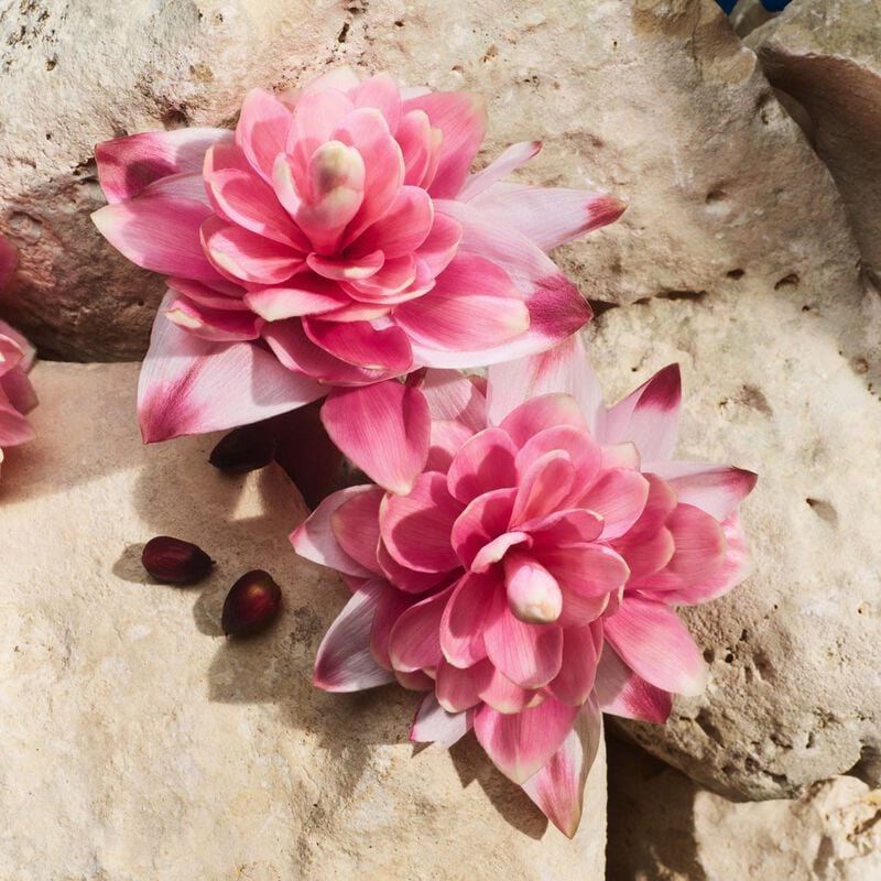 dolce & gabbana light blue capri in love