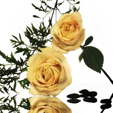 faces essential musc rose epicee