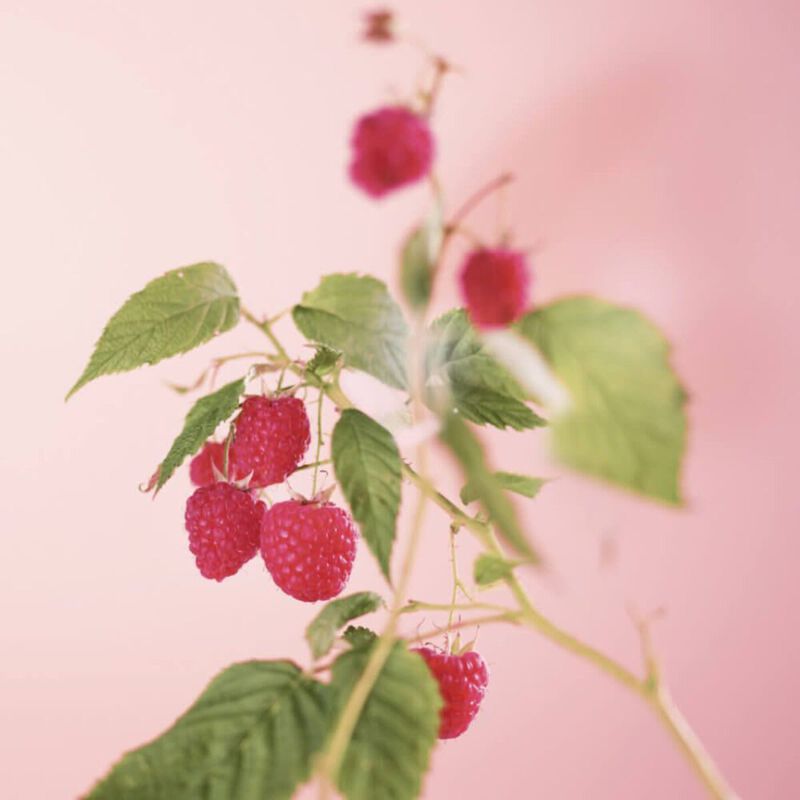 yves rocher raspberry & peppermint moisturizing hand cream
