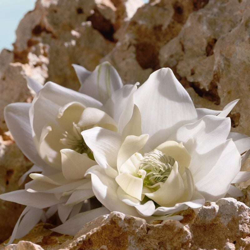 دولتشي أند غابانا عطر كيو إلكسير