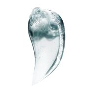 faces scalp advanced anti discomfort shampoo