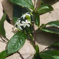 Light Blue Capri In Love faces light blue capri in love