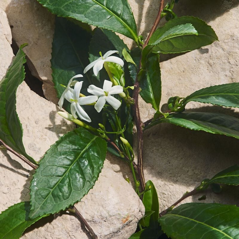 dolce & gabbana light blue capri in love