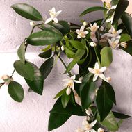 faces devotion intense