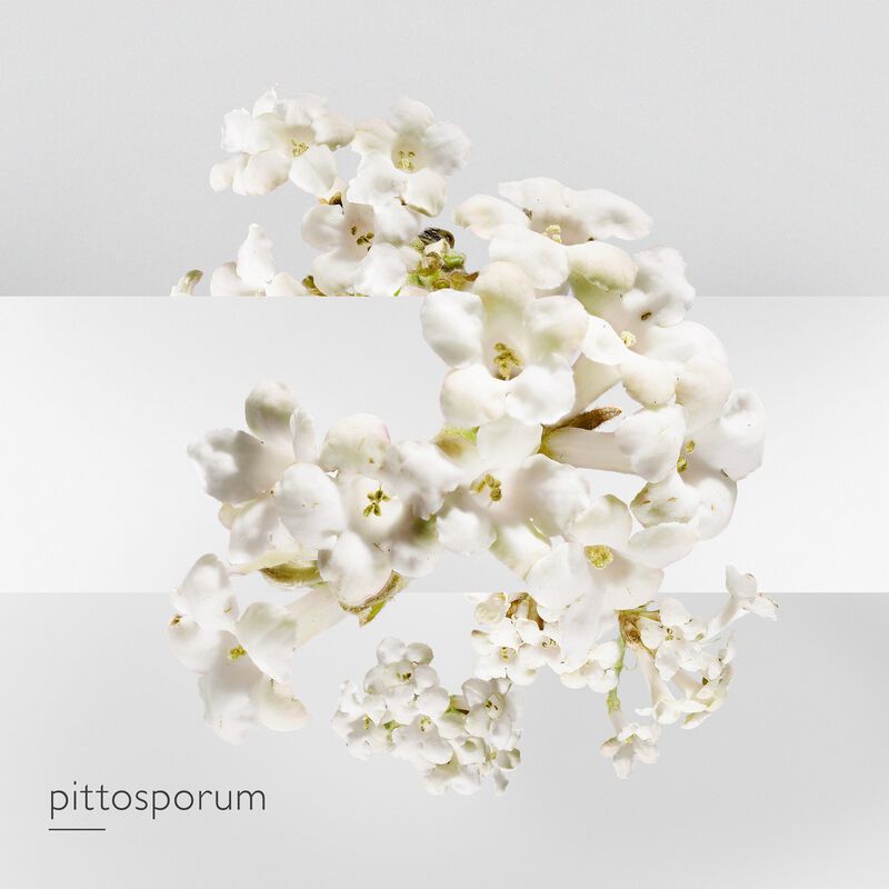 hermes jardin sur la lagune edt 50ml