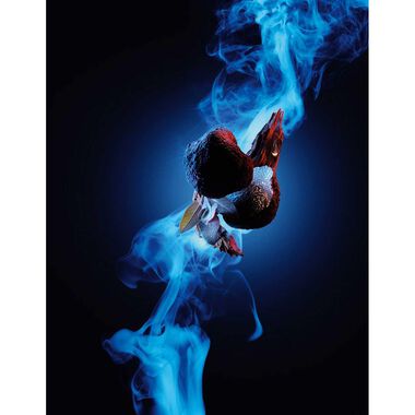 faces bad boy cobalt elixir 100ml