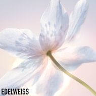 faces diorsnow essence of light purifying brightening foam 100g