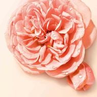 faces s  nude bloom