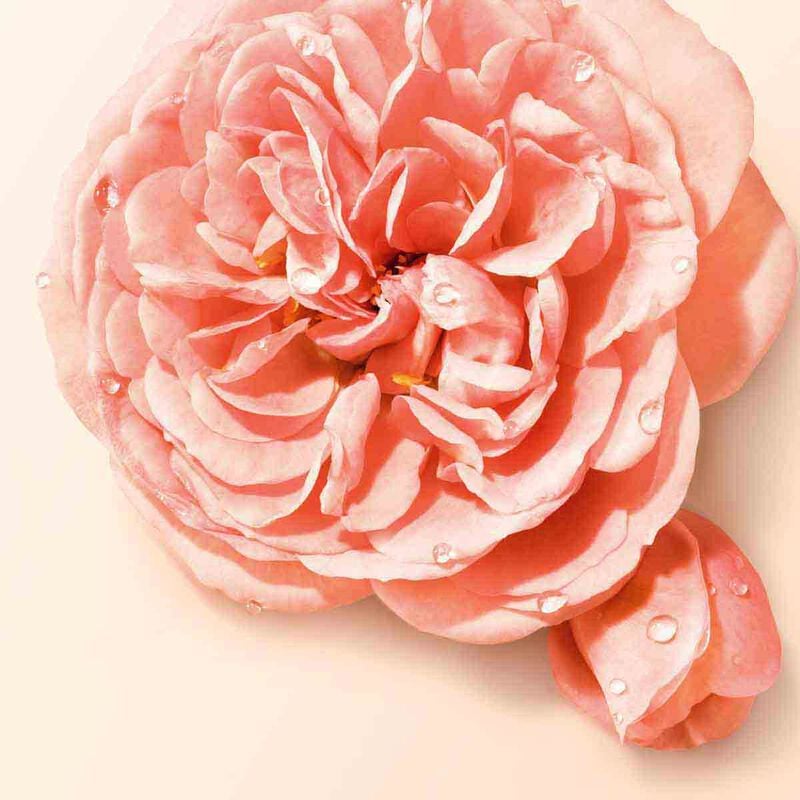 armani beauty si nude bloom