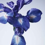 Armani/Privé Iris Bleu faces armani priv iris bleu