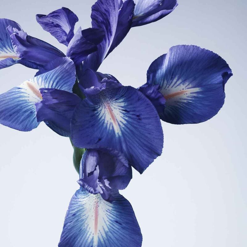armani beauty armani/prive iris bleu