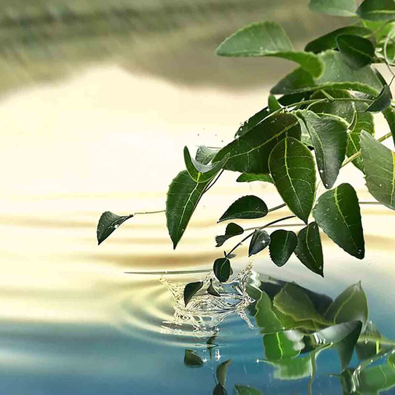 إستي لودر عطر تندر لايت أو دي برفان