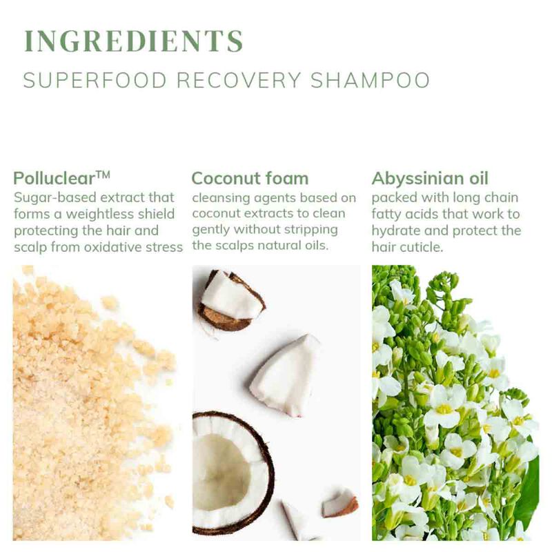 abyssian superfood recovery shampoo